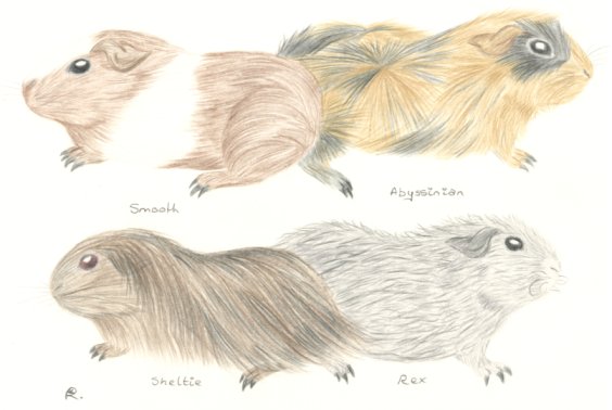 Guinea pig breeds