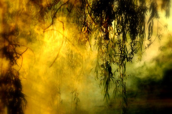 Misty Willow