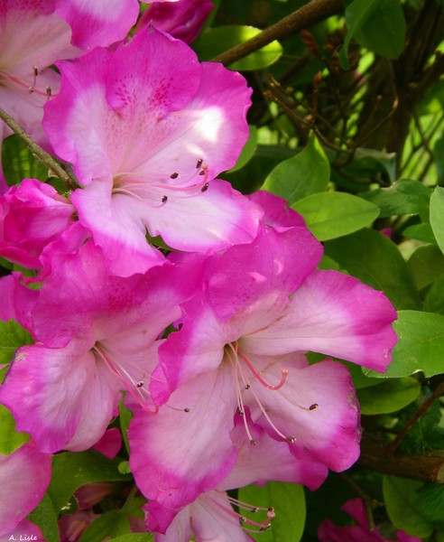Wilting Beauty