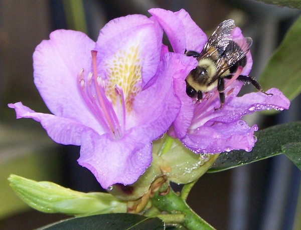 Busy Bee