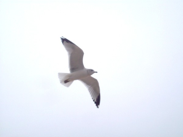 Seagul