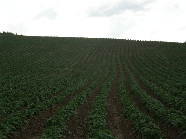 potatoes