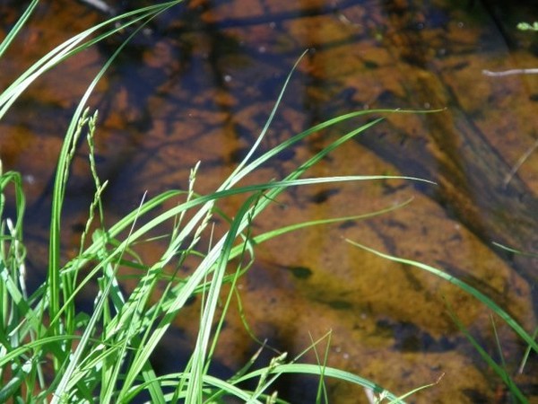 Grass