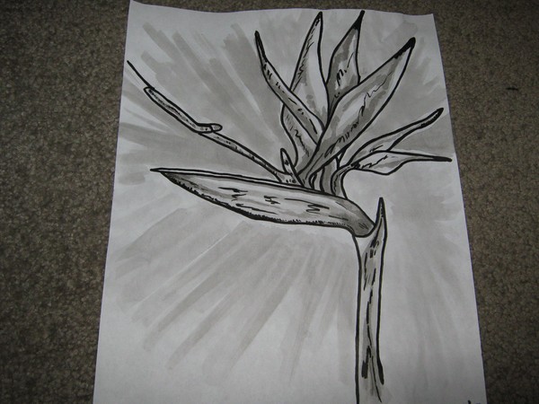 Bird of Paradise (Black&White)