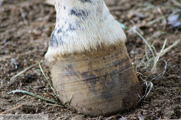 Hoof