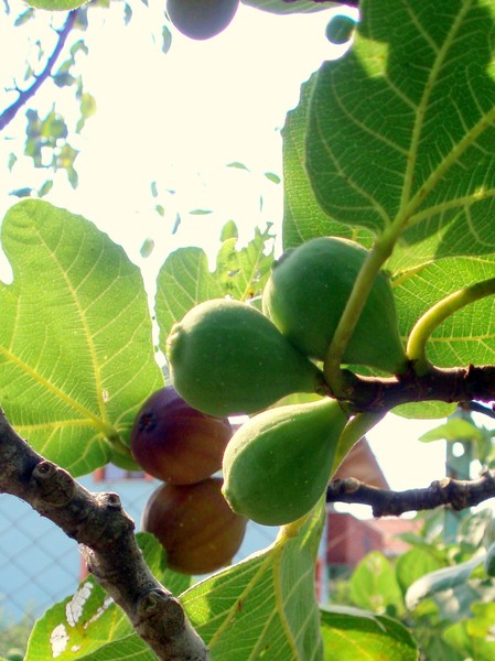 FIGS