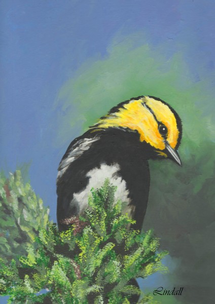 Golden Cheeked Warbler