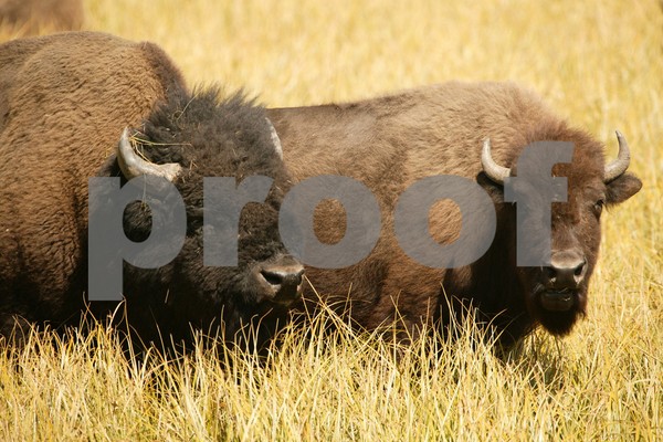 Bison Lovers