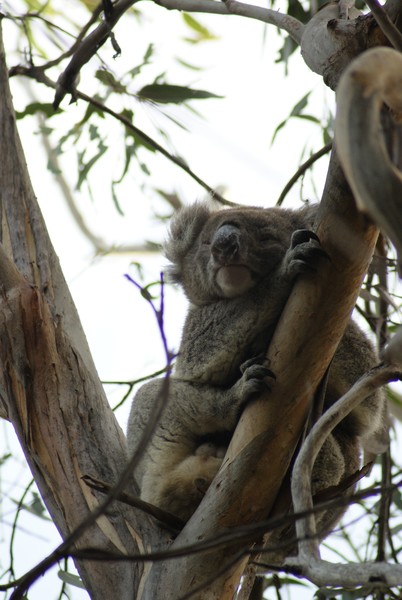 Koala