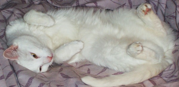 Afternoon Nap