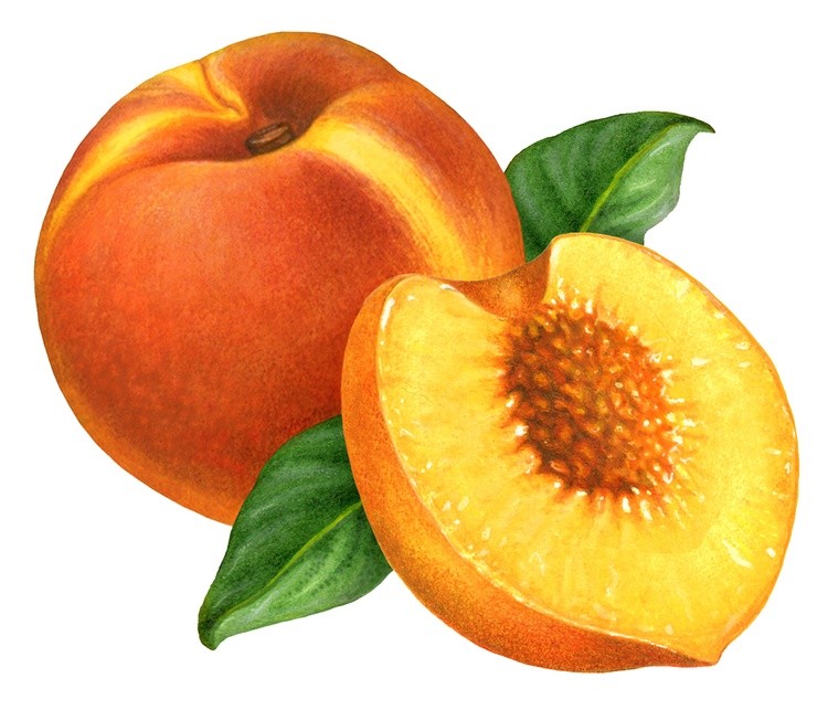 Peach Illustration for Packaging
