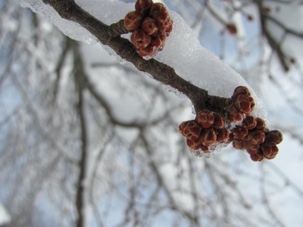 Snowflakes a fallin'.