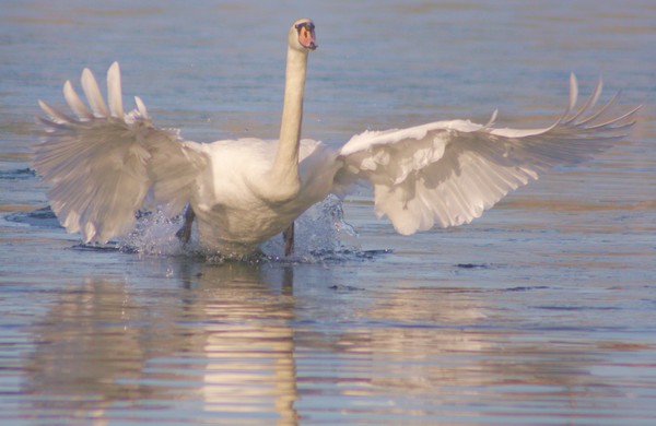 Landing gear down