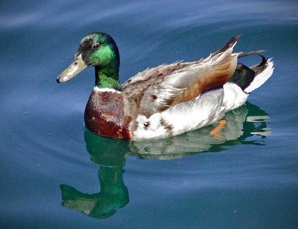  Mr. Mallard