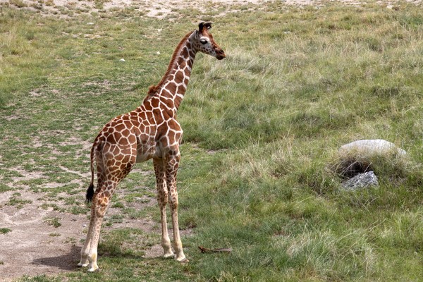 Juvenile Giraff Posing