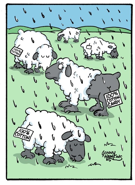 Sheep Cotton Candy
