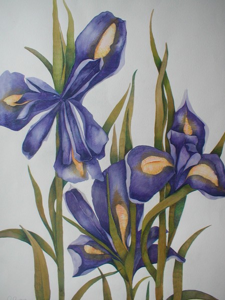 Iris