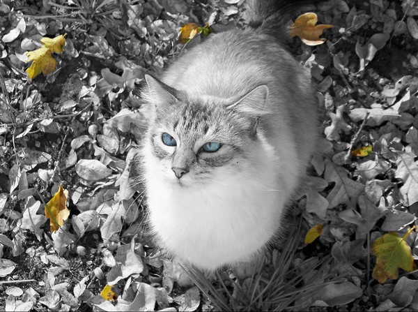 Miss Kitty244