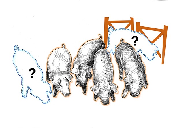 pigs in trouf