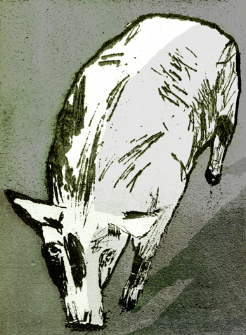 Pig
