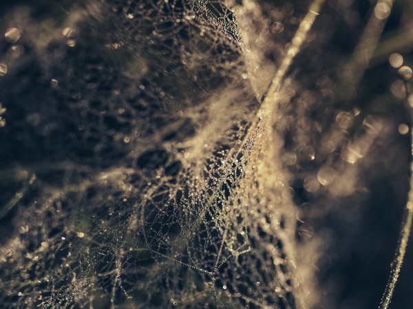 The sun comes trough the morning dew #3