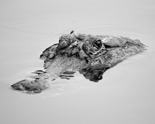 American Alligator
