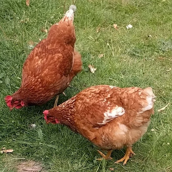 URBAN HENS