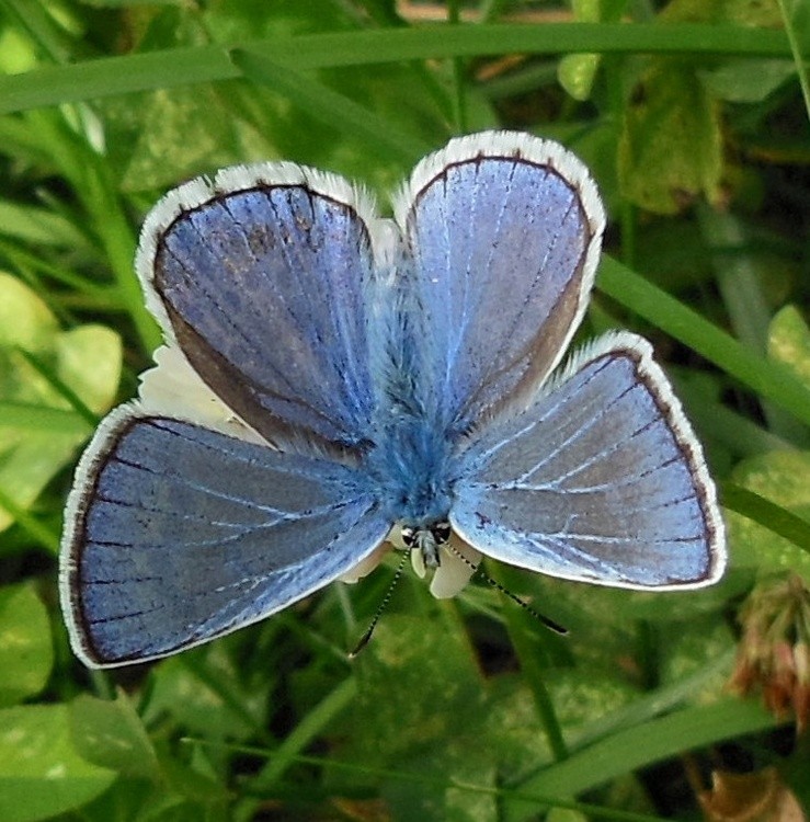 BLUE ARGUS