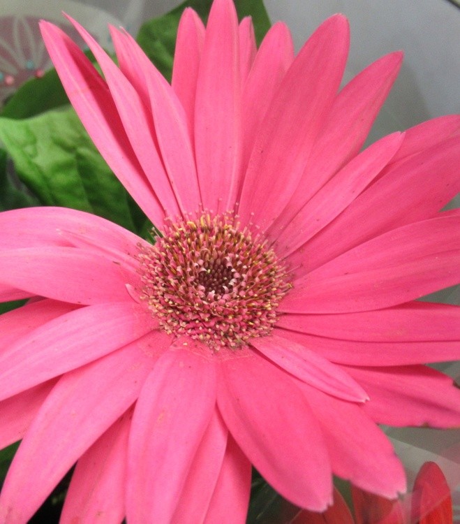 LA VIE EN ROSE