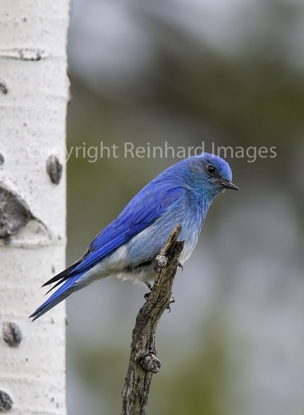 Mountain Bluebird