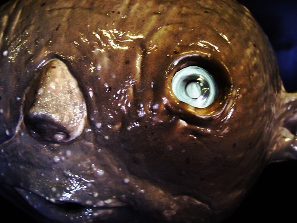 White Brothers Bighead - close up