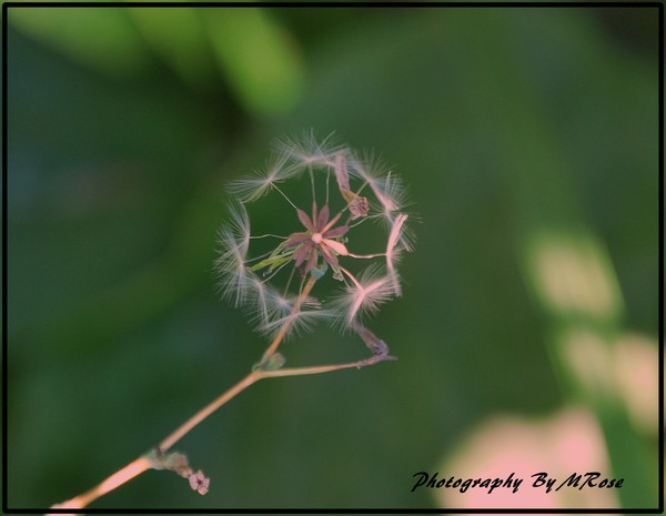 Only One Wish