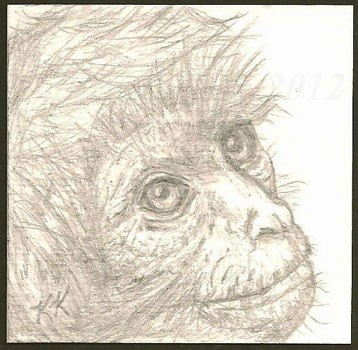 Baby Monkey Face Drawing By Kathryn Kelton Artwanted Com