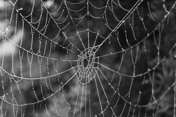 Frozen Web