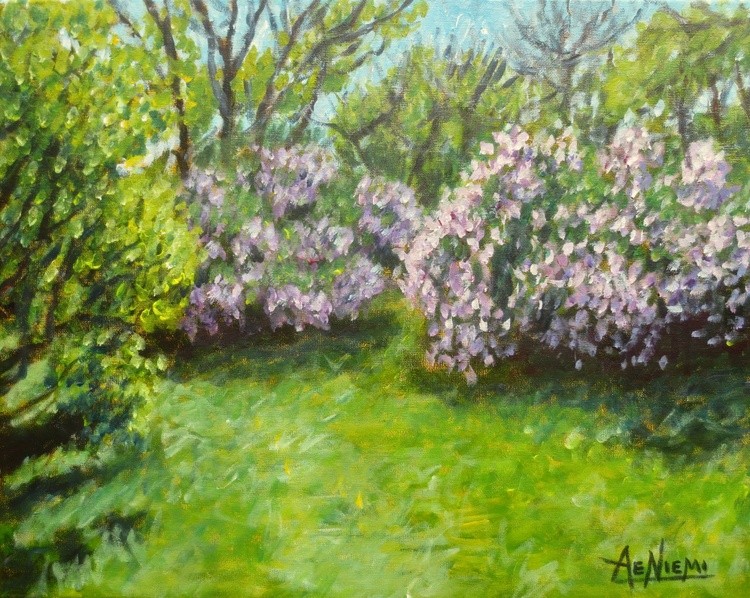 Lilacs in Bloom