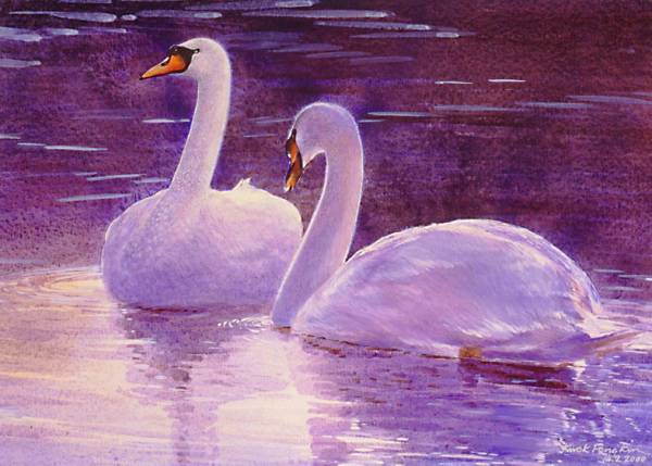 Mute Swan