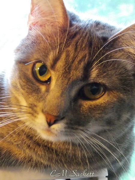 Devilcat