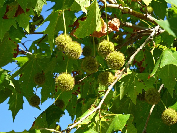 Sycamore...