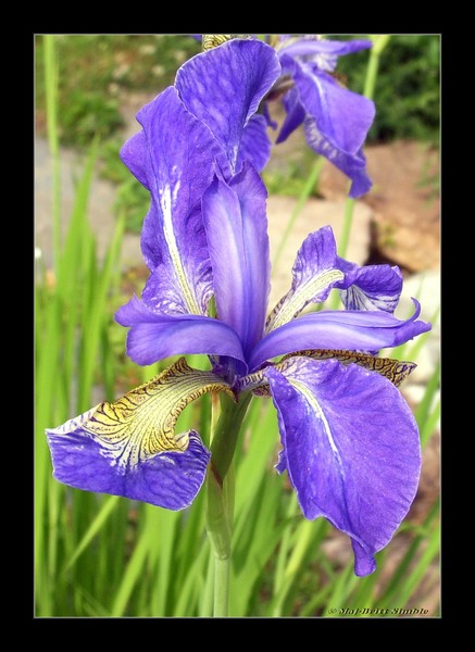 Iris Spuria