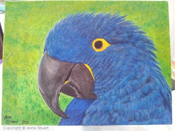 Blue boy....