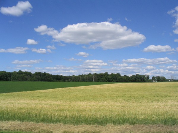 Field of Color