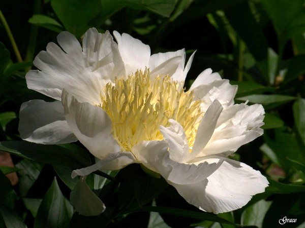 Peony