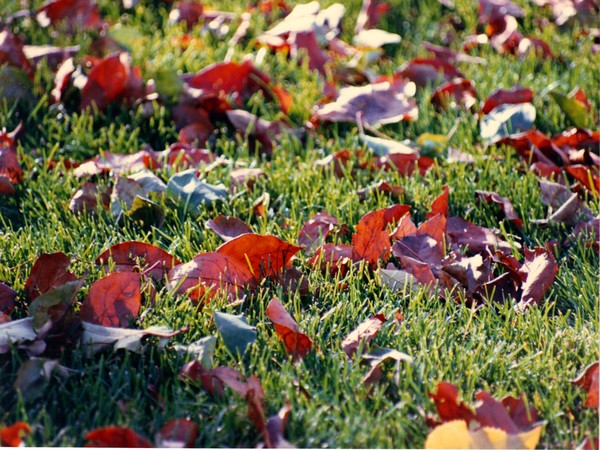Potpourri