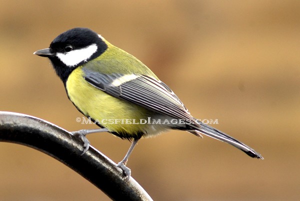 Great Tit