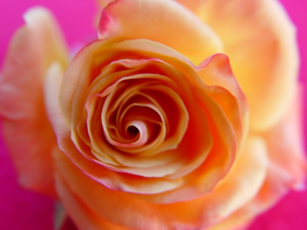 Peachy Orange Roses