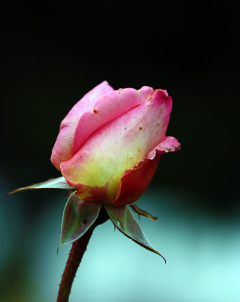 Rose 12