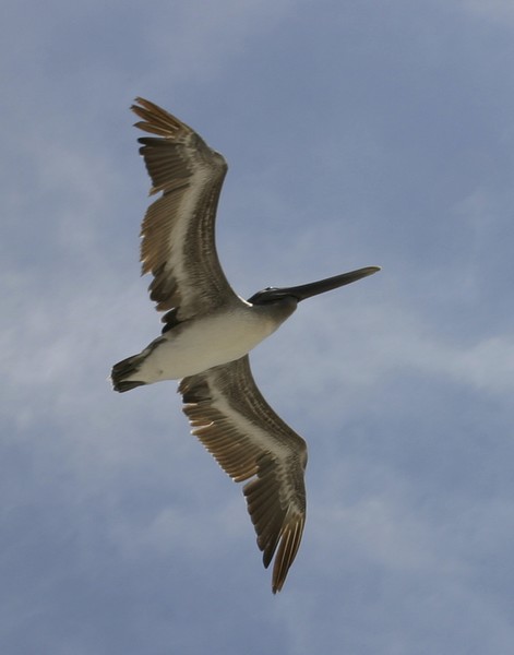 Flight
