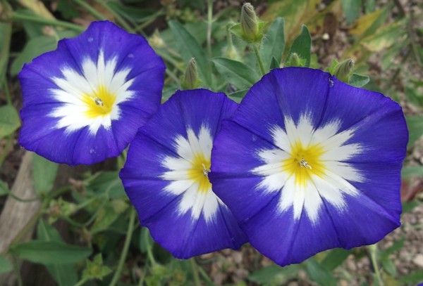 flowers 1