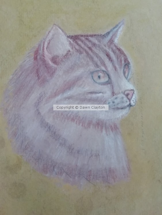 kitty