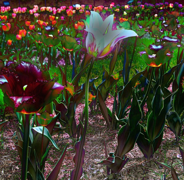 tulip field